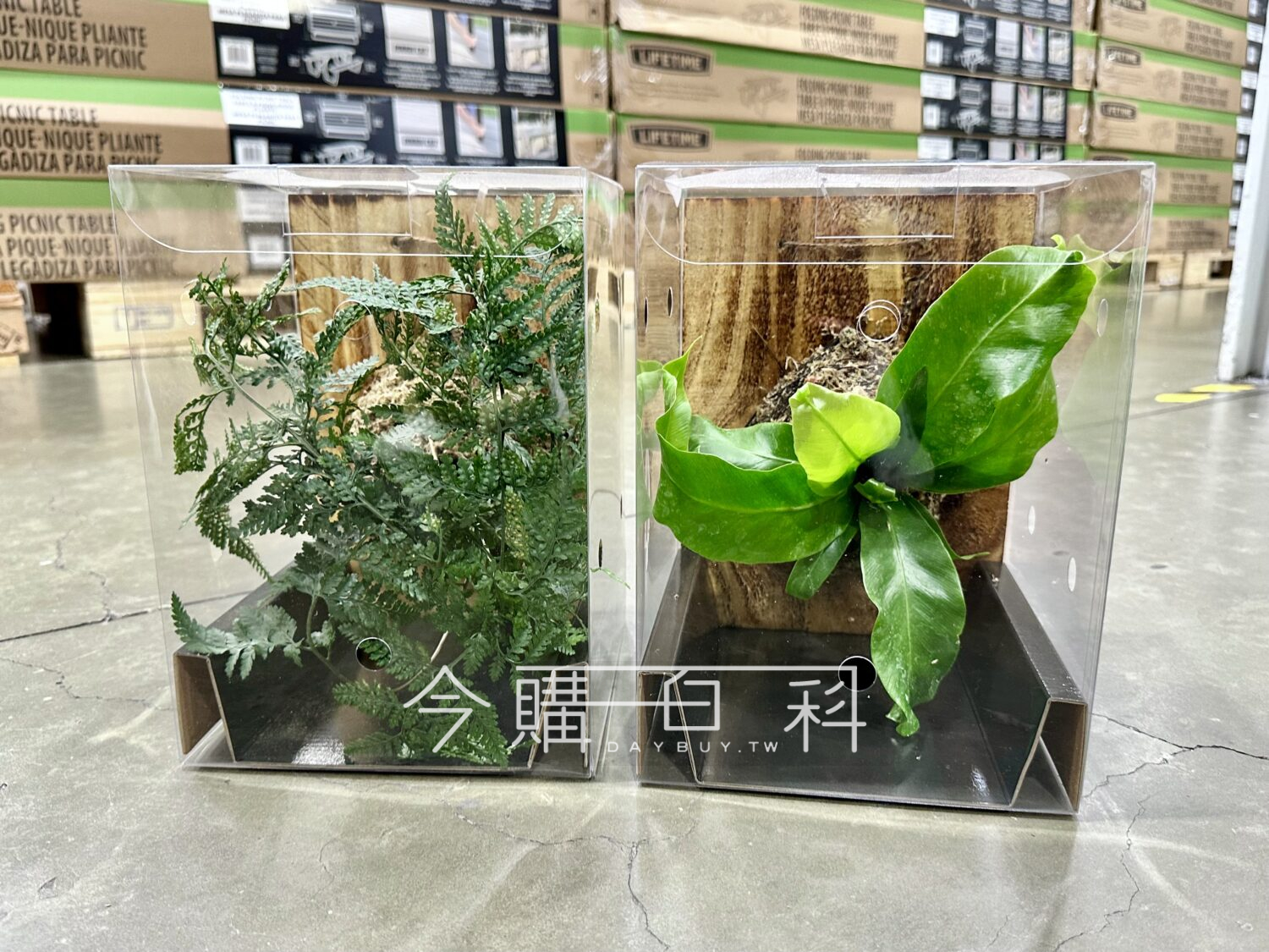 上板蕨類 #144251