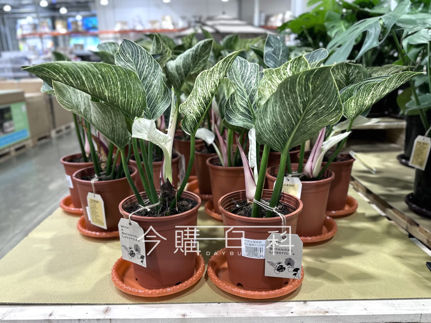 6吋鉑金蔓綠絨 #145885