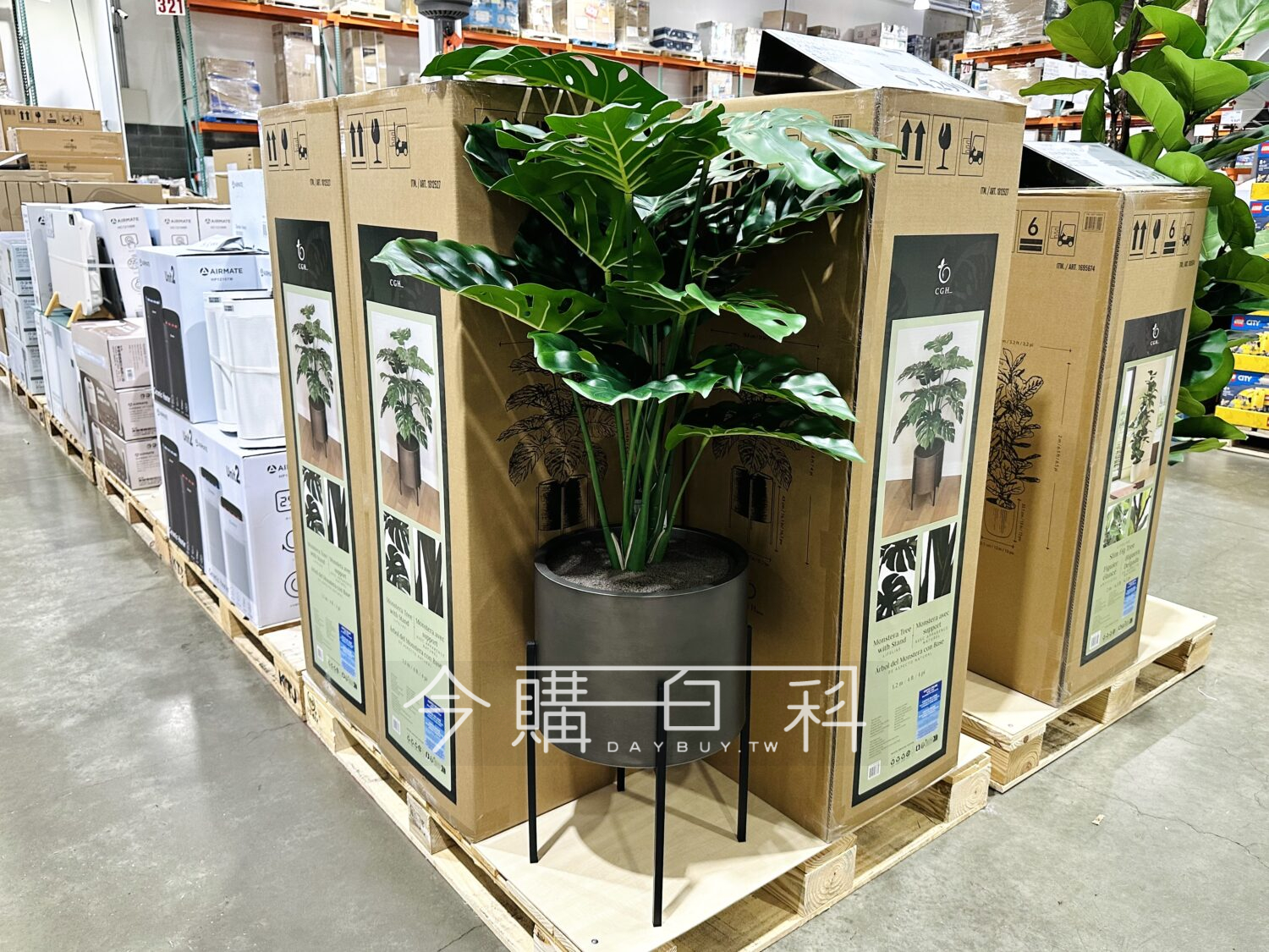 CGH 人造龜背芋盆栽 #1695674