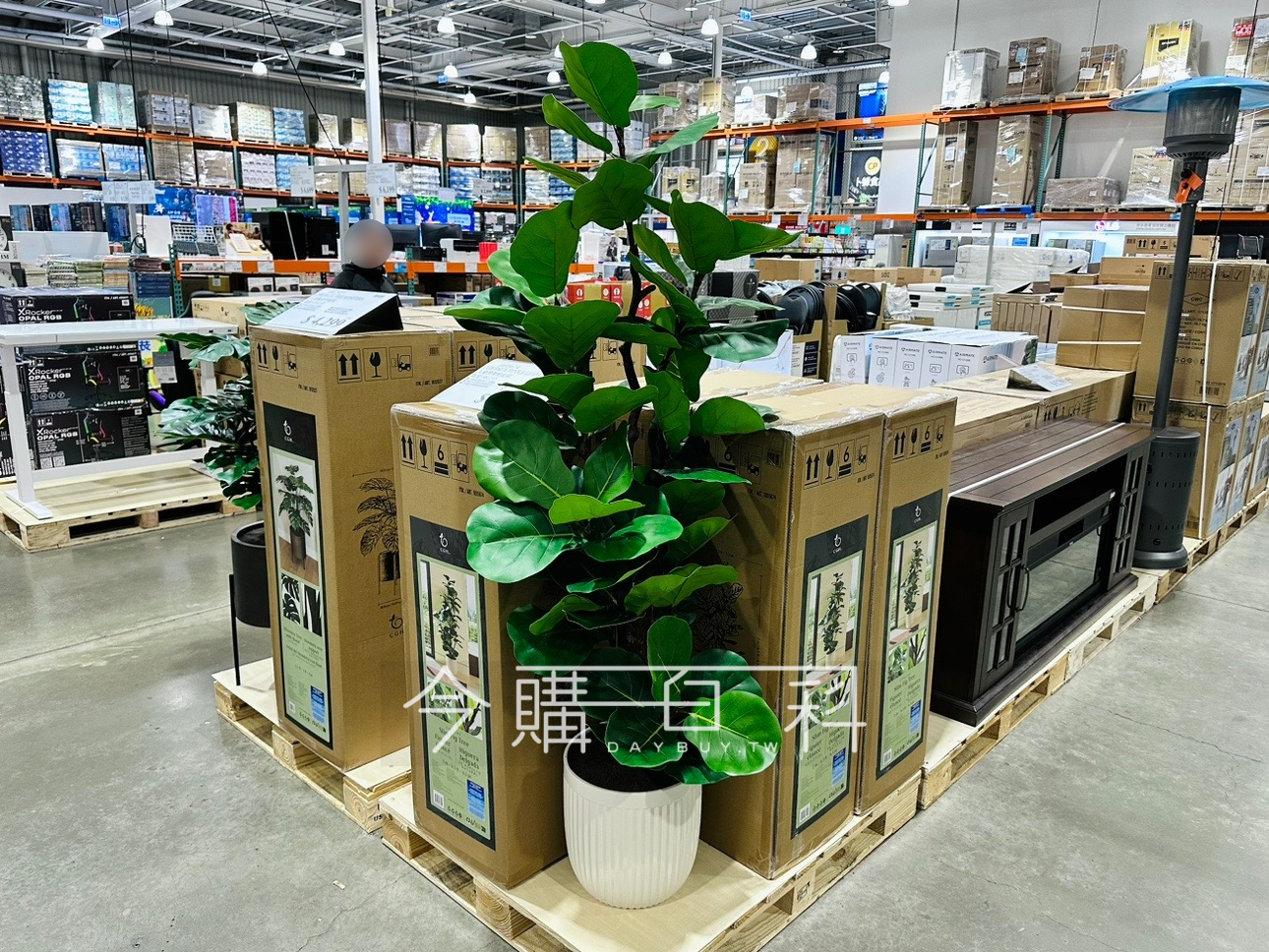 CGH 人造琴葉榕盆栽 #1695674